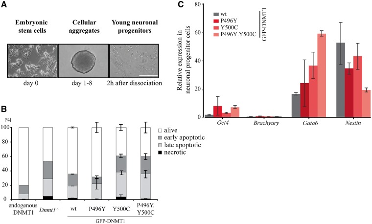 Figure 6