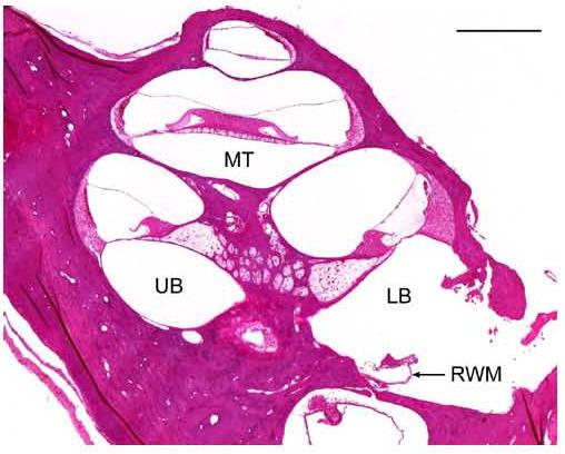 Fig. 9