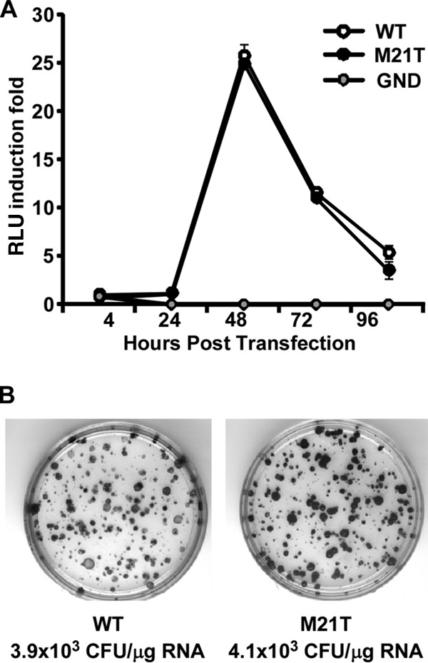 FIG 3