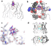 Images illustrating the caffeine-binding pocket is located at the homodimer interface formed from the two VHH domains.