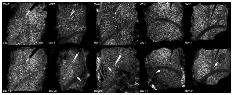 Fig. 10