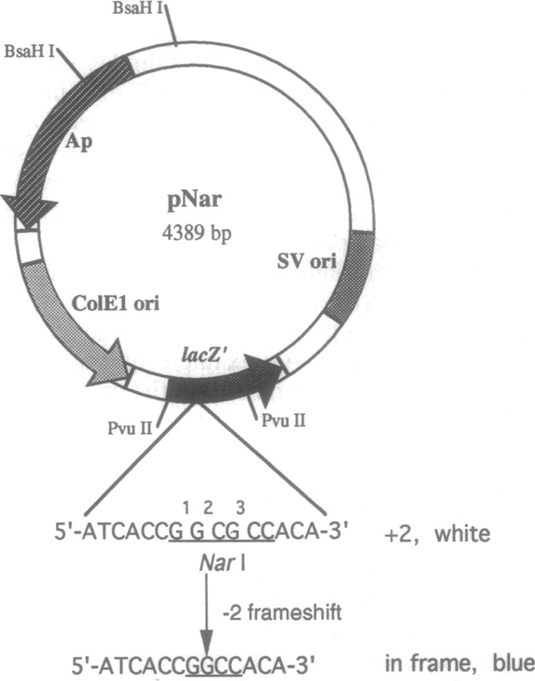 graphic file with name pnas01138-0382-a.jpg