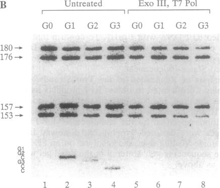 graphic file with name pnas01138-0383-a.jpg