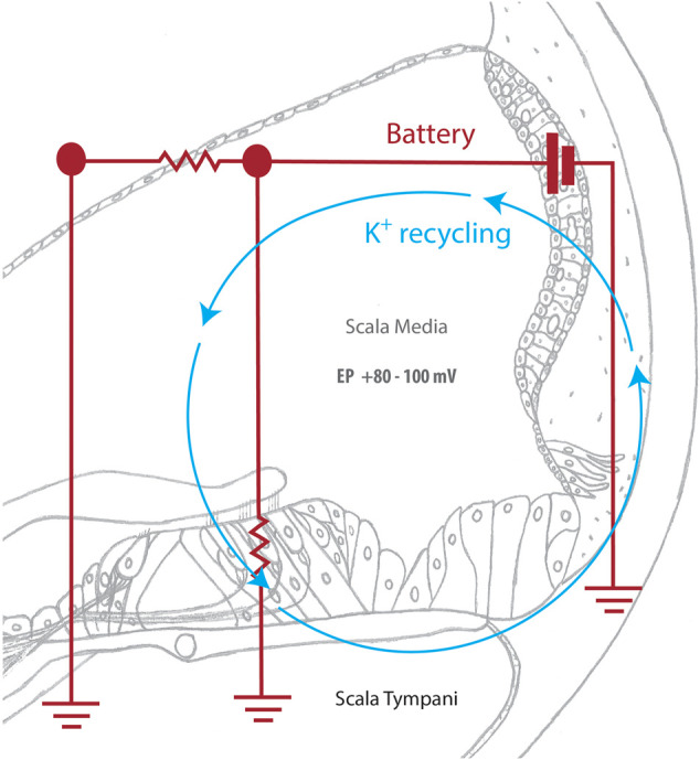 FIGURE 2