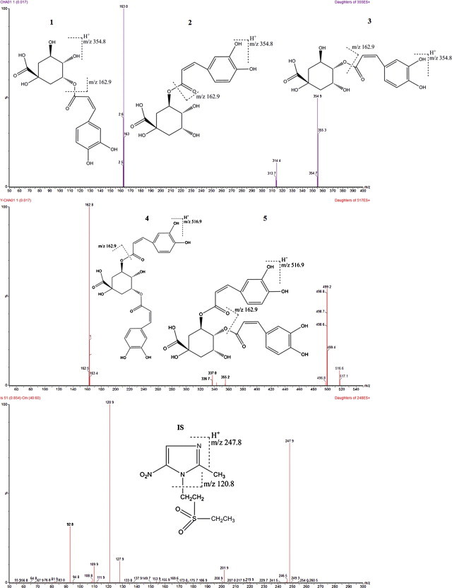 Fig. 1