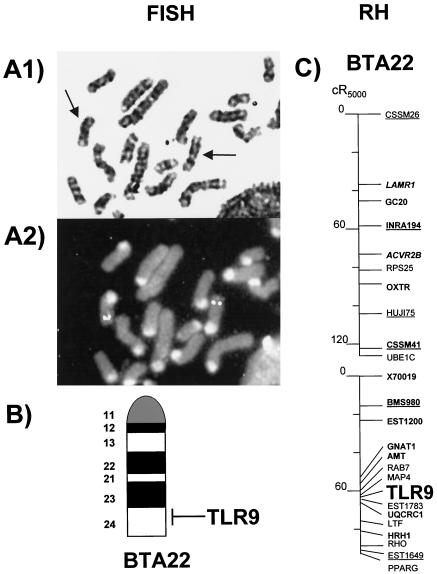 FIG. 2.