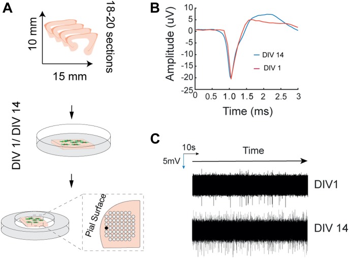 Figure 4.