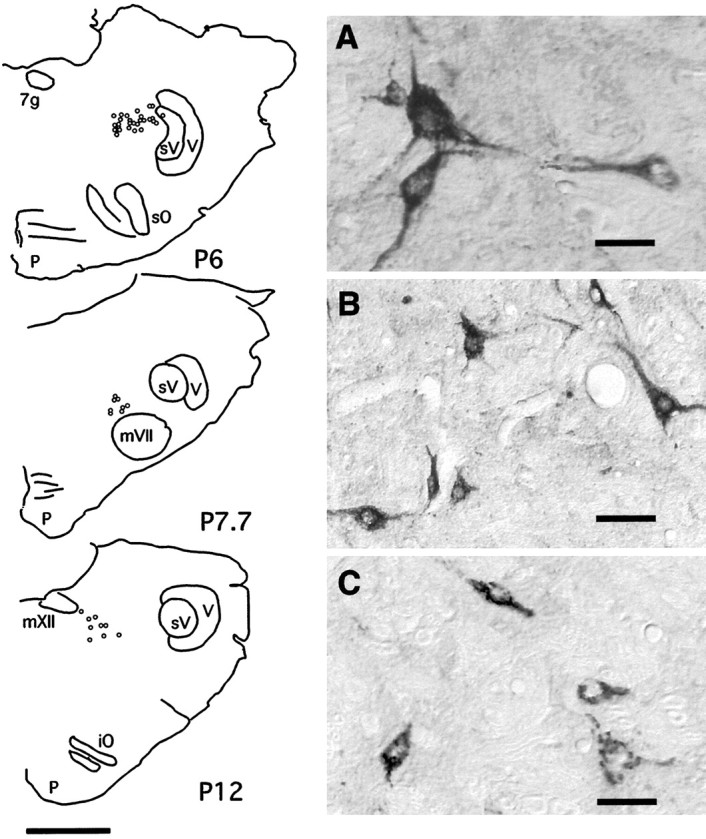 Fig. 5.