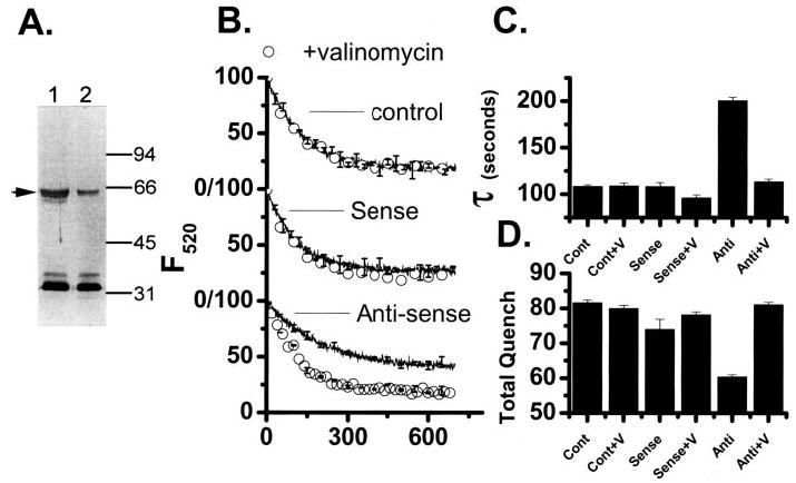 FIGURE 4