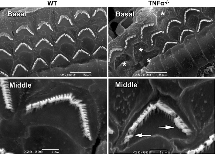 FIG. 8.