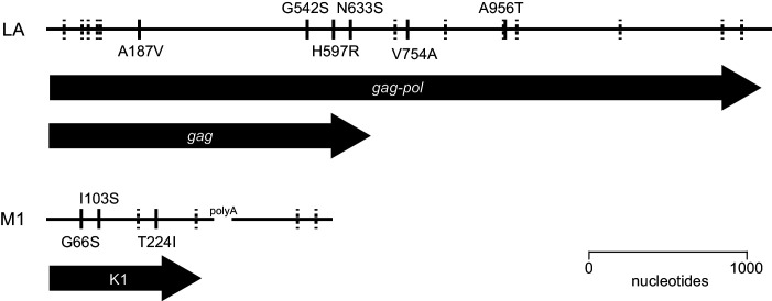 Figure 3—figure supplement 1.