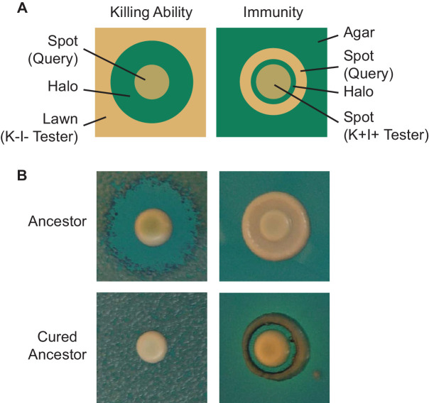 Figure 1—figure supplement 2.