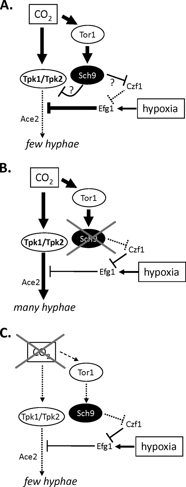 Fig. 7.