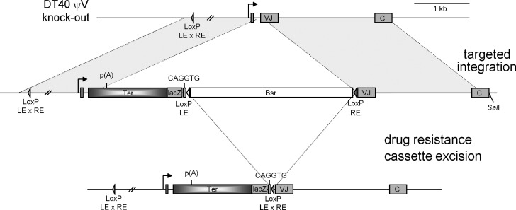 Figure 1.