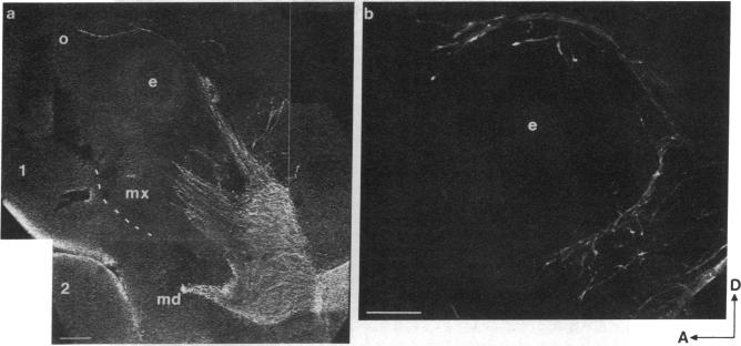 graphic file with name pnas01028-0077-a.jpg