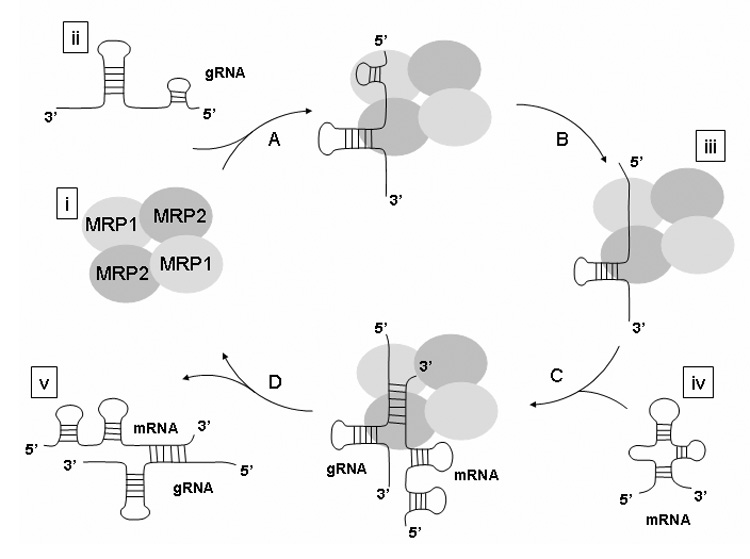 Fig. 7