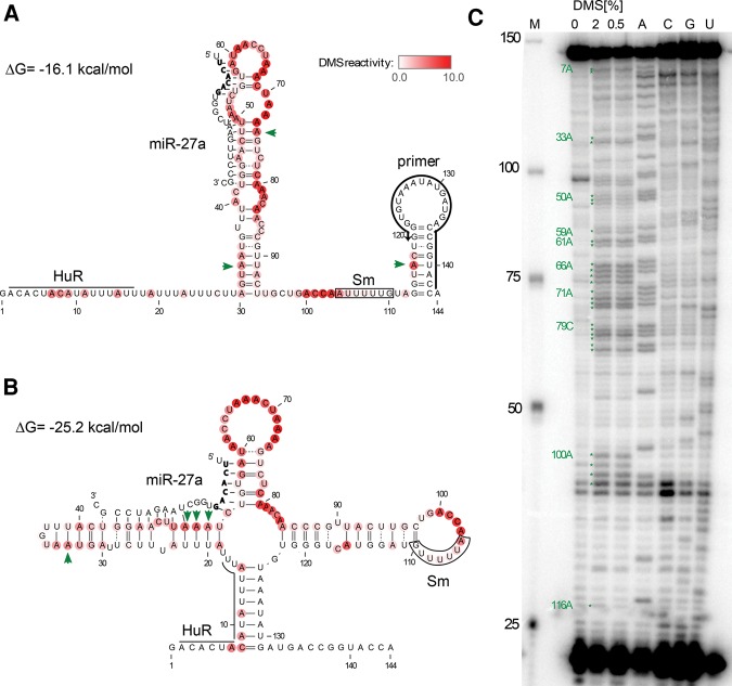 FIGURE 1.