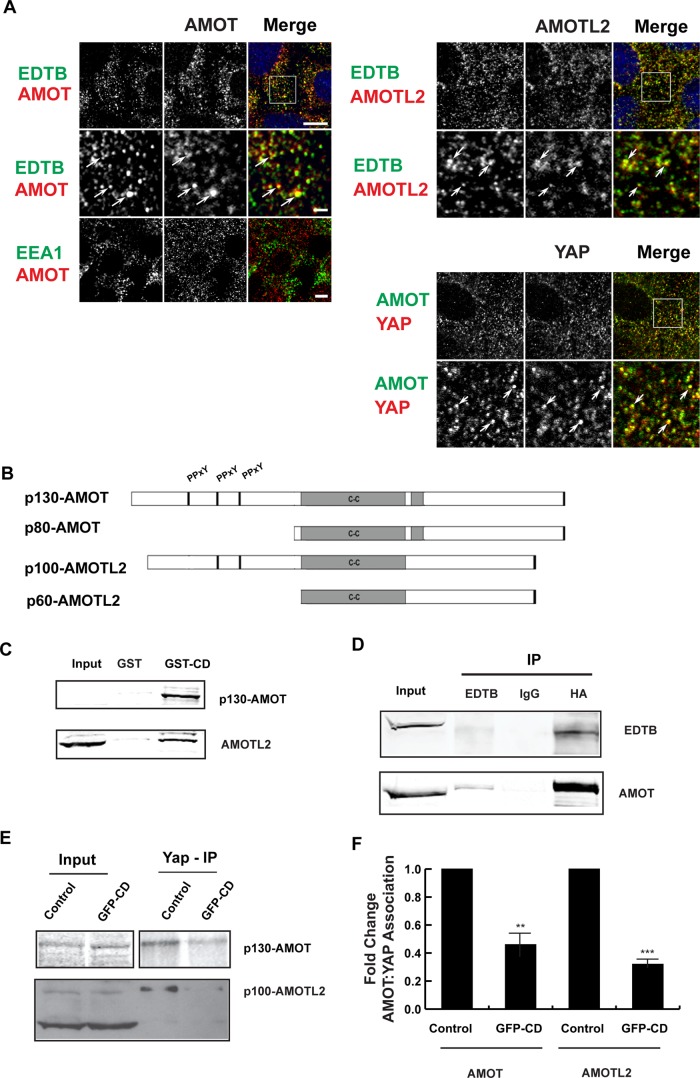 FIGURE 3: