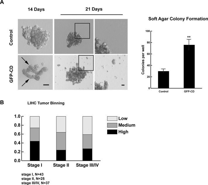 FIGURE 6: