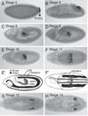 Fig. 1.1