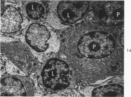 Fig 14