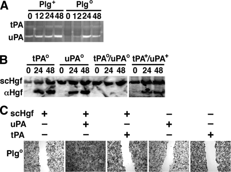 FIGURE 7.