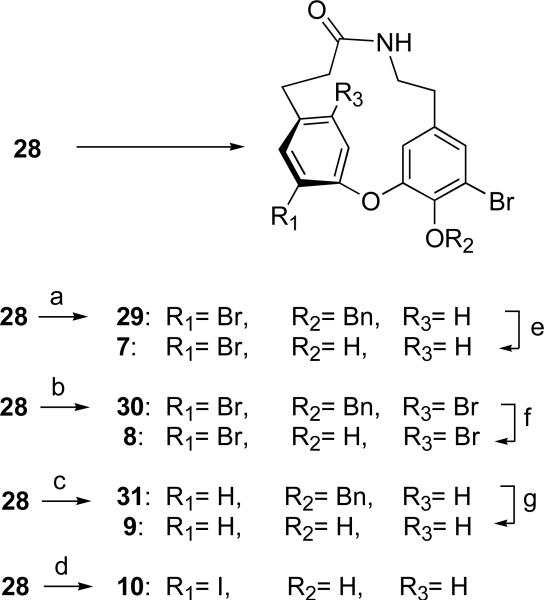 Scheme 5