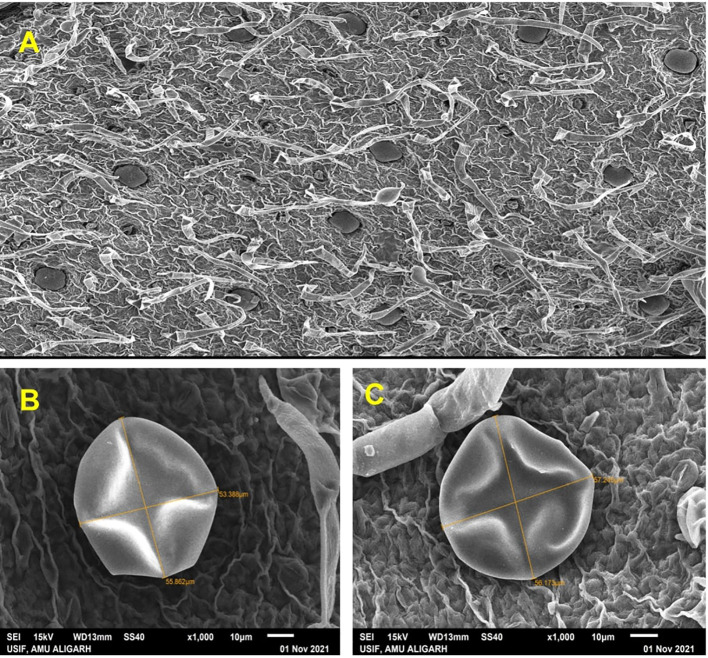 Figure 3