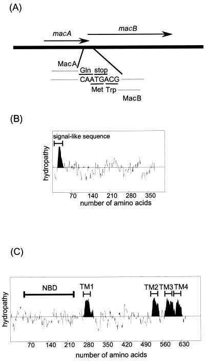 FIG. 1