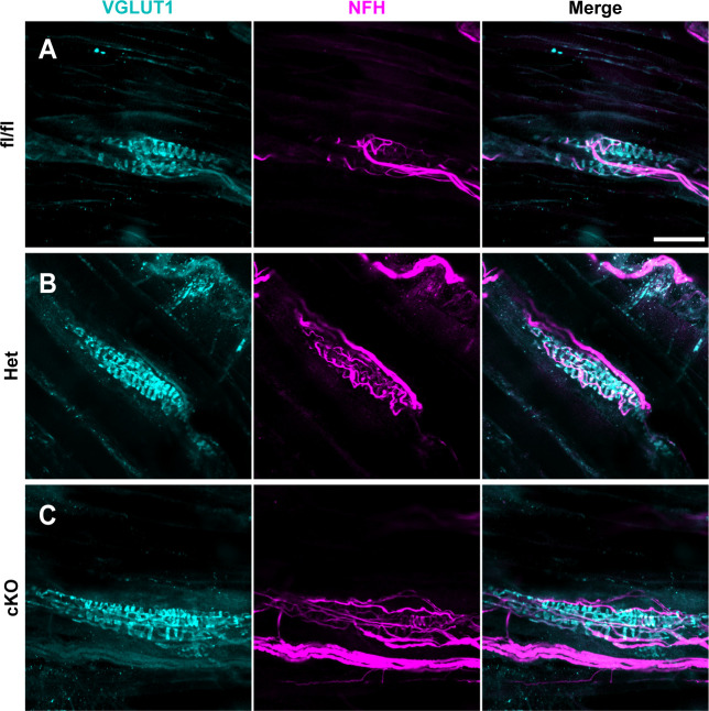 Figure 6—figure supplement 1.