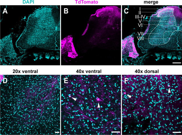 Figure 5—figure supplement 2.