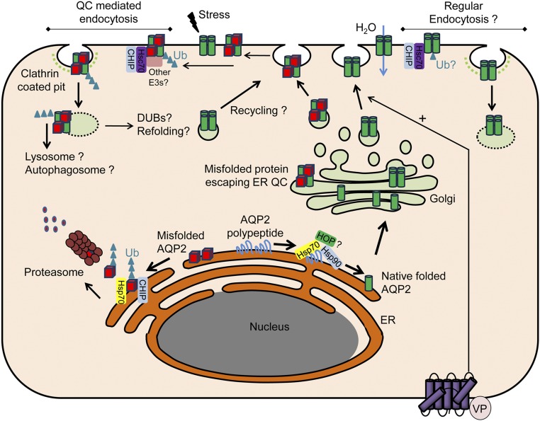 Figure 11.