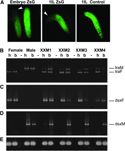 Figure 5.—