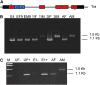 F<sc>igure</sc> 3.—