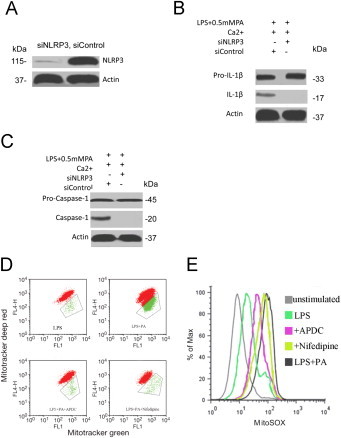 Fig. 3