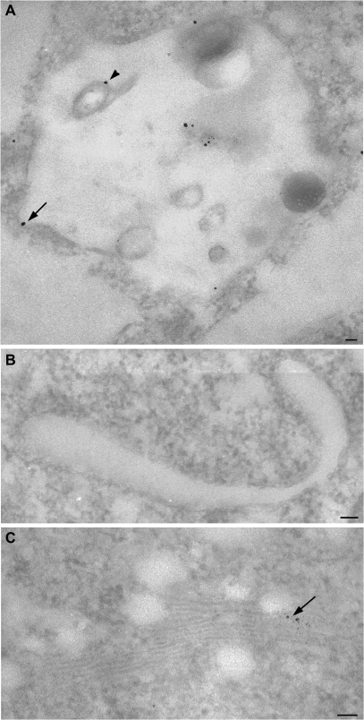 Fig. 10.