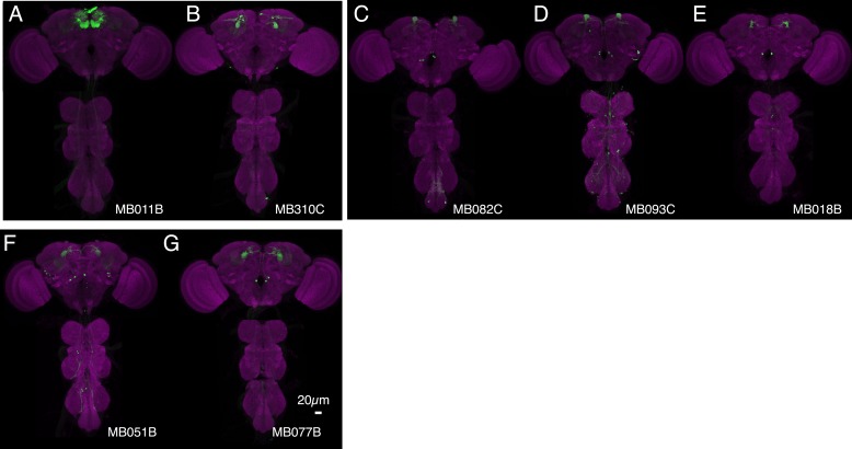 Figure 7—figure supplement 1.