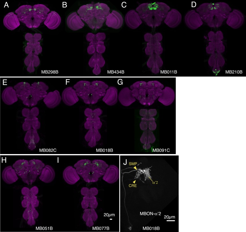 Figure 11—figure supplement 1.