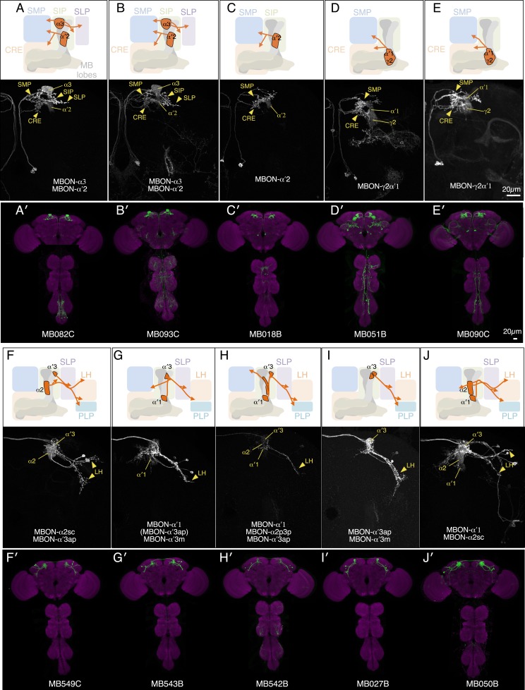 Figure 3—figure supplement 2.