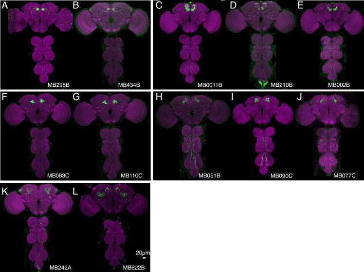 Figure 12—figure supplement 1.