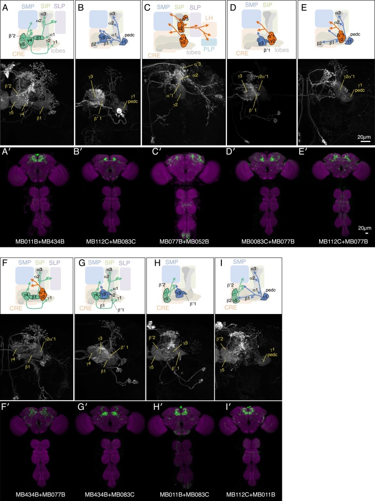 Figure 4—figure supplement 1.