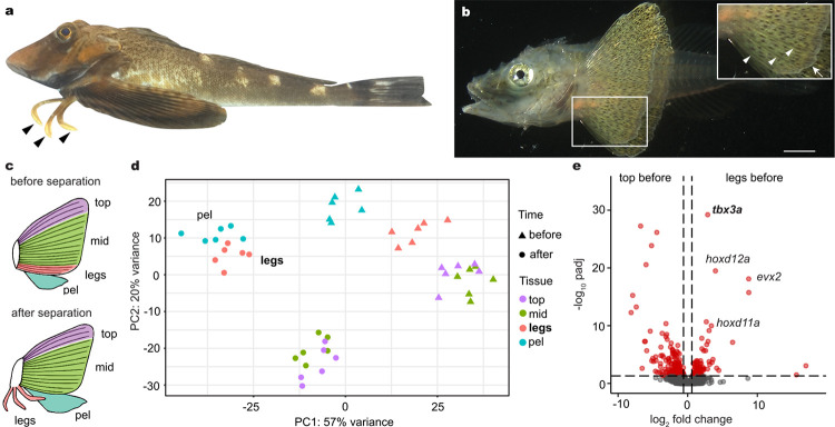 Fig. 1: