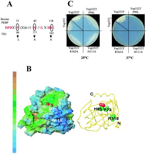 FIG. 8.