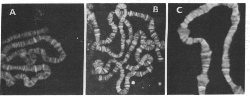 graphic file with name pnas00271-0101-c.jpg