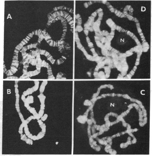 graphic file with name pnas00271-0099-a.jpg