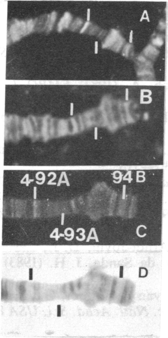 graphic file with name pnas00271-0101-a.jpg