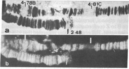 graphic file with name pnas00271-0101-b.jpg