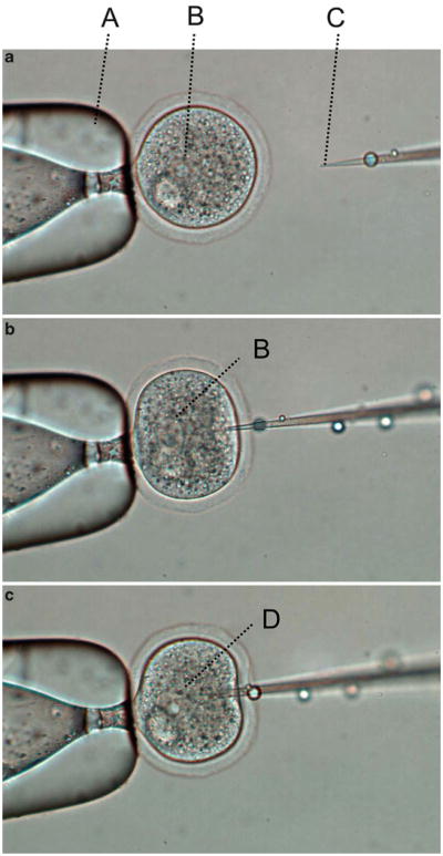 Fig. 5