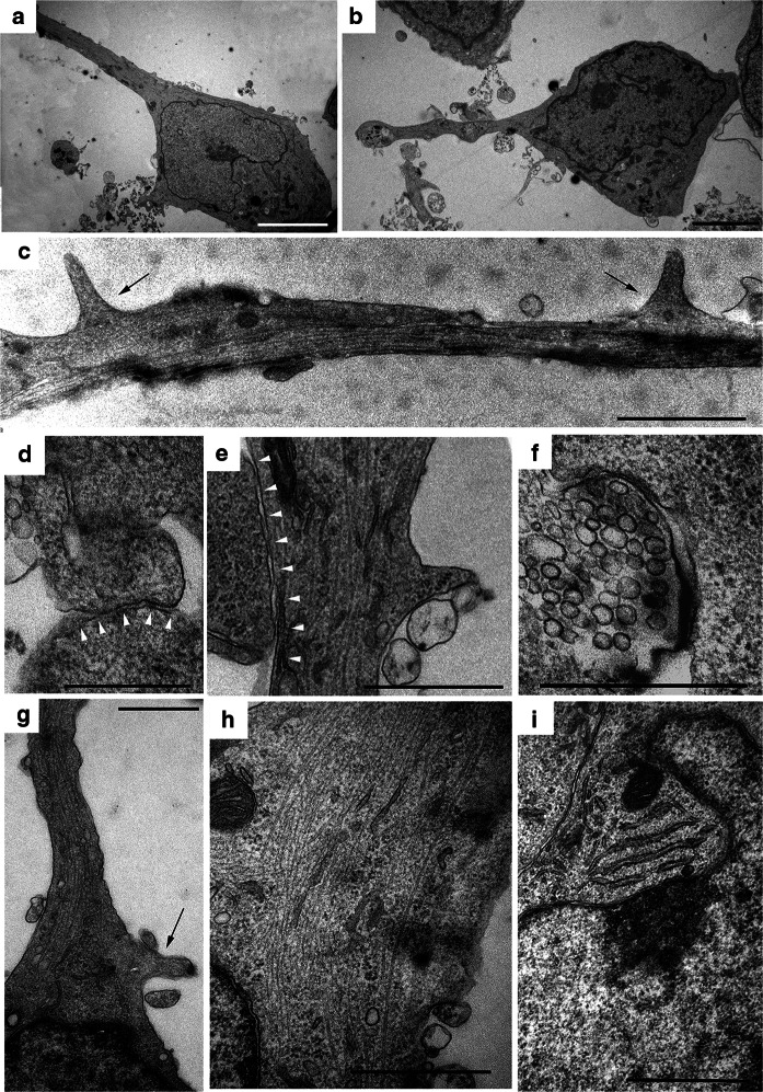 Fig. 5