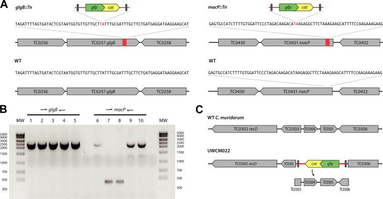 FIG 2